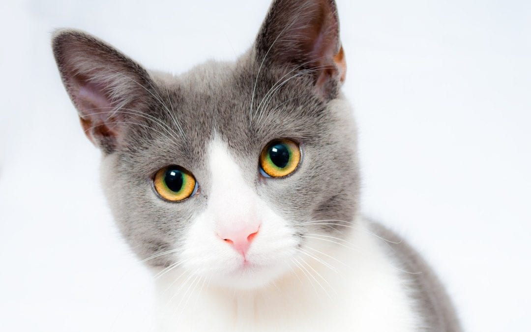 cat-1151519_1280-1080×675
